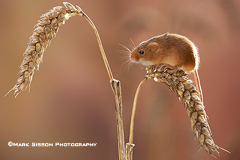 Harvest-Mouse-on-Ears-of-Wh.jpg