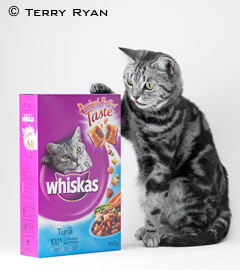 Whiskas2.jpg